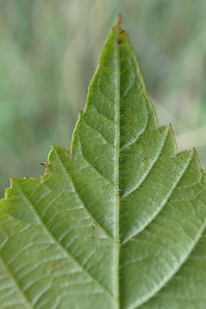 Rubus servaticus ? \ Dickicht-Haselblatt-Brombeere / Thicket Bramble, D Delbr&uuml;ck 29.7.2020