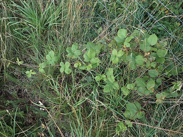 Rubus servaticus ? \ Dickicht-Haselblatt-Brombeere / Thicket Bramble, D Delbr&uuml;ck 29.7.2020