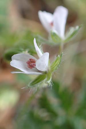 Erodium cicutarium \ Gew�hnlicher Reiherschnabel / Common Crane's-Bill, Philary, D Brandenburg, Kle&szlig;en 25.9.2020