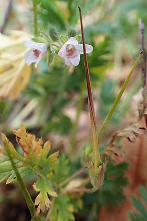 Erodium cicutarium \ Gew�hnlicher Reiherschnabel / Common Crane's-Bill, Philary, D Brandenburg, Kle&szlig;en 25.9.2020