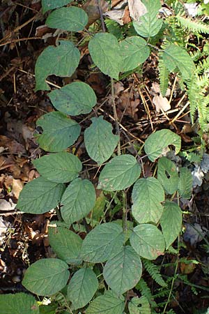 Rubus insolatus \ Herz&auml;hnliche Brombeere / Heart-Leaved Bramble, D Brensbach 10.10.2020