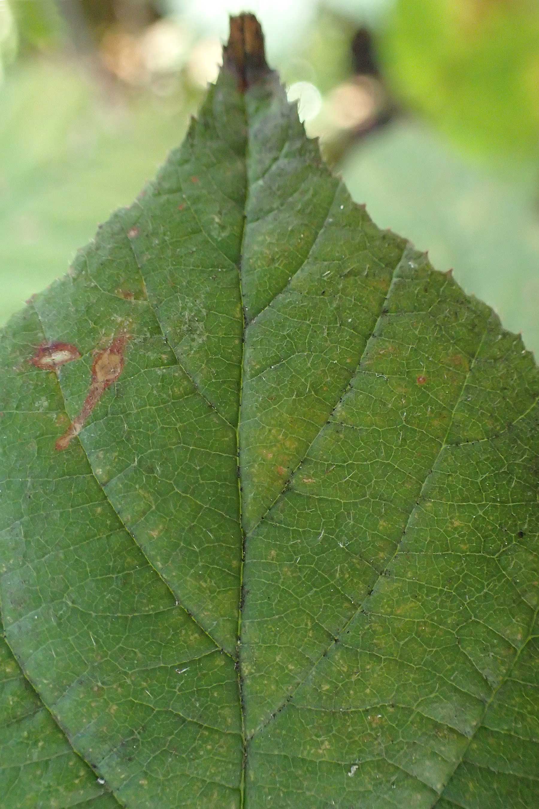 Rubus insolatus \ Herz&auml;hnliche Brombeere / Heart-Leaved Bramble, D Brensbach 10.10.2020