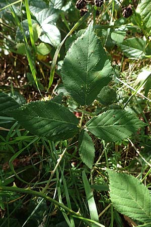 Rubus schumacheri \ Schumachers Brombeere / Schumacher's Bramble, D Reichshof-Oesingen 5.9.2021