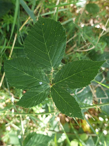 Rubus schumacheri \ Schumachers Brombeere / Schumacher's Bramble, D Reichshof-Oesingen 5.9.2021