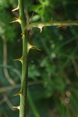 Rubus schumacheri \ Schumachers Brombeere / Schumacher's Bramble, D Reichshof-Oesingen 5.9.2021