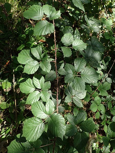 Rubus schumacheri \ Schumachers Brombeere / Schumacher's Bramble, D Reichshof-Oesingen 5.9.2021