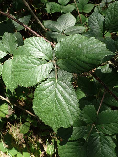 Rubus schumacheri \ Schumachers Brombeere / Schumacher's Bramble, D Reichshof-Oesingen 5.9.2021