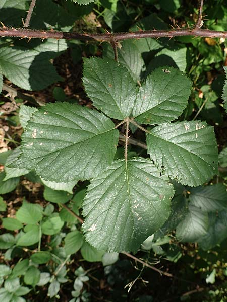 Rubus schumacheri \ Schumachers Brombeere / Schumacher's Bramble, D Reichshof-Oesingen 5.9.2021