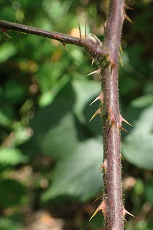 Rubus schumacheri \ Schumachers Brombeere / Schumacher's Bramble, D Reichshof-Oesingen 5.9.2021