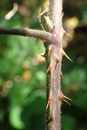 Rubus schumacheri \ Schumachers Brombeere / Schumacher's Bramble, D Reichshof-Oesingen 5.9.2021