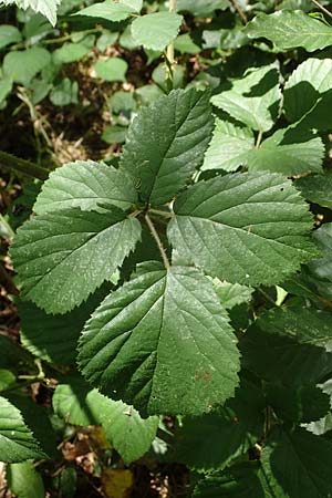 Rubus schumacheri \ Schumachers Brombeere / Schumacher's Bramble, D Reichshof-Oesingen 5.9.2021