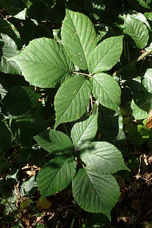 Rubus schumacheri \ Schumachers Brombeere / Schumacher's Bramble, D Reichshof-Oesingen 5.9.2021