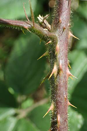 Rubus schumacheri \ Schumachers Brombeere / Schumacher's Bramble, D Reichshof-Oesingen 5.9.2021