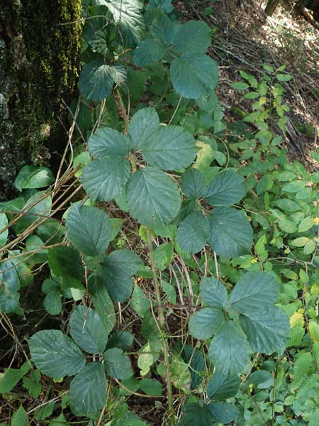 Rubus schumacheri \ Schumachers Brombeere / Schumacher's Bramble, D Reichshof-Oesingen 5.9.2021
