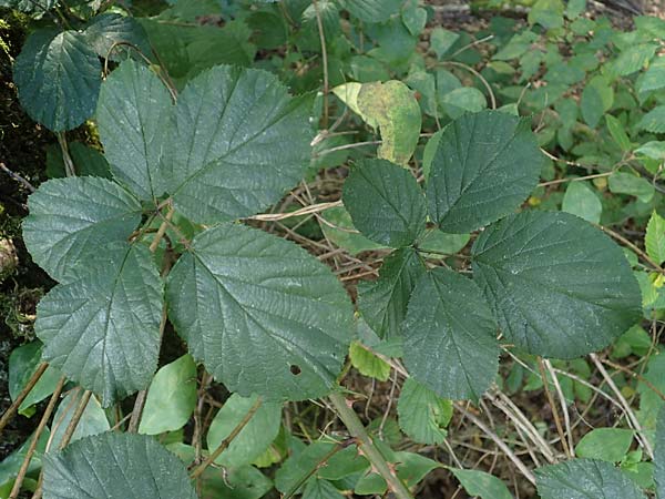 Rubus schumacheri \ Schumachers Brombeere / Schumacher's Bramble, D Reichshof-Oesingen 5.9.2021