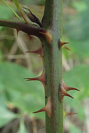Rubus schumacheri \ Schumachers Brombeere / Schumacher's Bramble, D Reichshof-Oesingen 5.9.2021