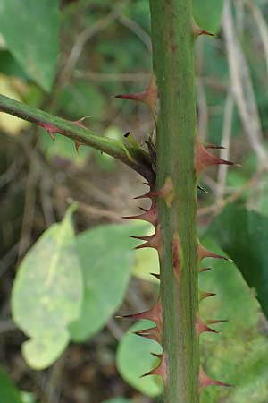 Rubus schumacheri \ Schumachers Brombeere / Schumacher's Bramble, D Reichshof-Oesingen 5.9.2021