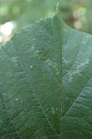 Rubus schumacheri \ Schumachers Brombeere / Schumacher's Bramble, D Reichshof-Oesingen 5.9.2021