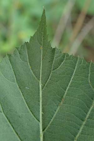 Rubus schumacheri \ Schumachers Brombeere / Schumacher's Bramble, D Reichshof-Oesingen 5.9.2021