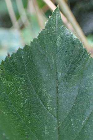 Rubus schumacheri \ Schumachers Brombeere / Schumacher's Bramble, D Reichshof-Oesingen 5.9.2021