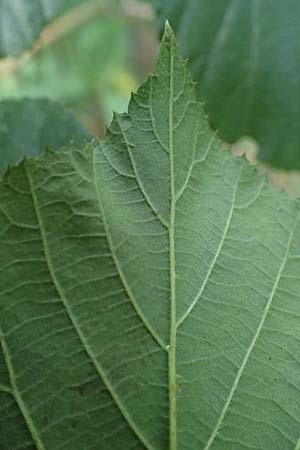 Rubus schumacheri \ Schumachers Brombeere / Schumacher's Bramble, D Reichshof-Oesingen 5.9.2021