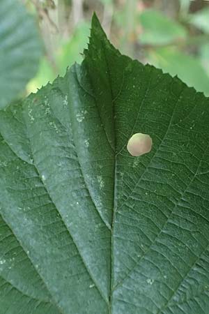 Rubus schumacheri \ Schumachers Brombeere / Schumacher's Bramble, D Reichshof-Oesingen 5.9.2021