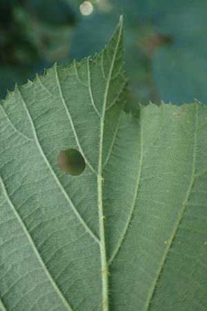 Rubus schumacheri \ Schumachers Brombeere / Schumacher's Bramble, D Reichshof-Oesingen 5.9.2021