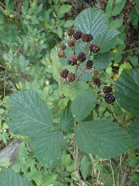 Rubus schumacheri \ Schumachers Brombeere / Schumacher's Bramble, D Reichshof-Oesingen 5.9.2021