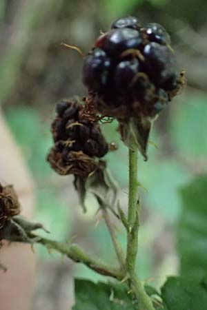 Rubus schumacheri \ Schumachers Brombeere / Schumacher's Bramble, D Reichshof-Oesingen 5.9.2021