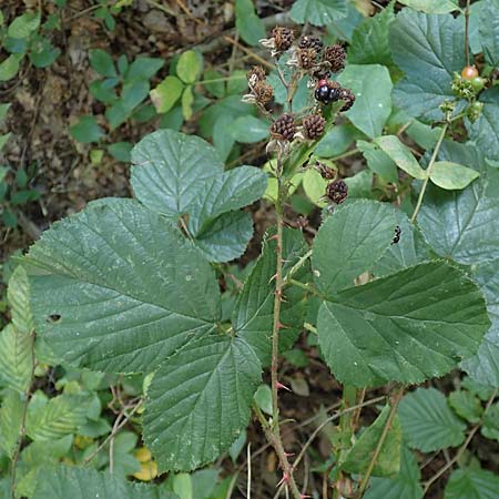 Rubus schumacheri \ Schumachers Brombeere / Schumacher's Bramble, D Reichshof-Oesingen 5.9.2021