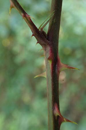 Rubus schumacheri \ Schumachers Brombeere / Schumacher's Bramble, D Reichshof-Oesingen 5.9.2021