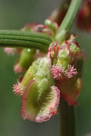 Rumex stenophyllus \ Schmalbl�ttriger Ampfer / Narrowleaf Dock, D Mannheim 10.9.2023