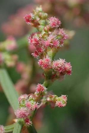 Rumex stenophyllus \ Schmalbl�ttriger Ampfer / Narrowleaf Dock, D Mannheim 10.9.2023