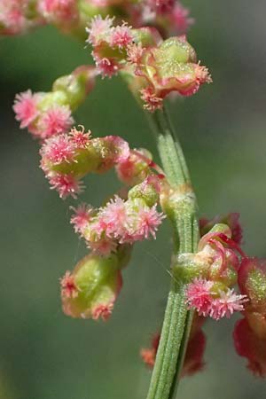 Rumex stenophyllus \ Schmalbl�ttriger Ampfer / Narrowleaf Dock, D Mannheim 10.9.2023