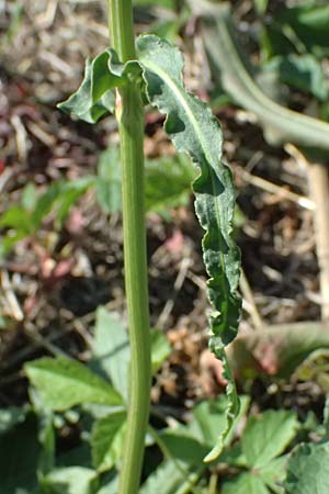 Rumex stenophyllus \ Schmalbl�ttriger Ampfer / Narrowleaf Dock, D Mannheim 10.9.2023