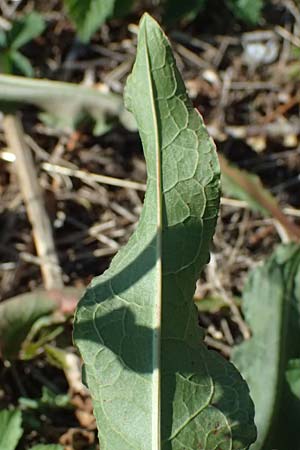 Rumex stenophyllus \ Schmalbl�ttriger Ampfer / Narrowleaf Dock, D Mannheim 10.9.2023