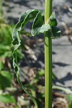 Rumex stenophyllus \ Schmalbl�ttriger Ampfer / Narrowleaf Dock, D Mannheim 10.9.2023