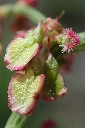 Rumex stenophyllus \ Schmalbl�ttriger Ampfer / Narrowleaf Dock, D Mannheim 10.9.2023