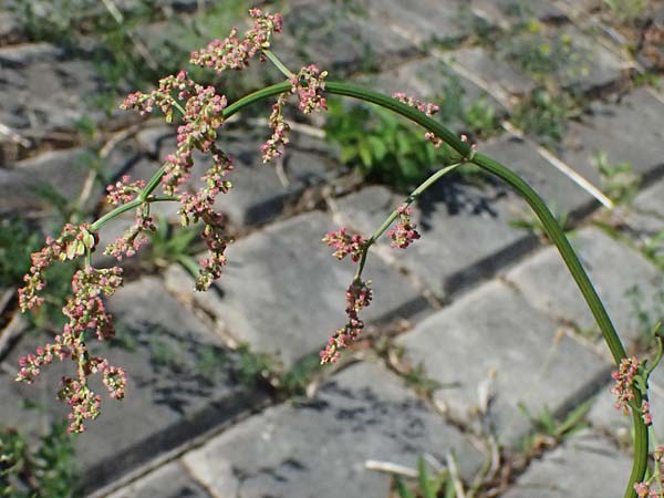 Rumex stenophyllus \ Schmalbl�ttriger Ampfer / Narrowleaf Dock, D Mannheim 10.9.2023