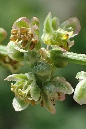 Rumex stenophyllus \ Schmalbl�ttriger Ampfer / Narrowleaf Dock, D Mannheim 10.9.2023