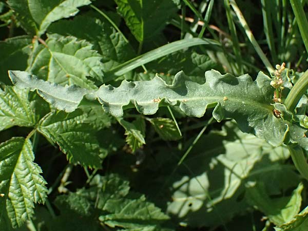 Rumex stenophyllus \ Schmalbl�ttriger Ampfer / Narrowleaf Dock, D Mannheim 10.9.2023