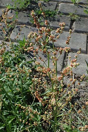 Rumex stenophyllus \ Schmalbl�ttriger Ampfer / Narrowleaf Dock, D Mannheim 10.9.2023