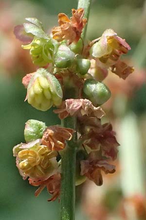 Rumex stenophyllus \ Schmalbl�ttriger Ampfer / Narrowleaf Dock, D Mannheim 10.9.2023