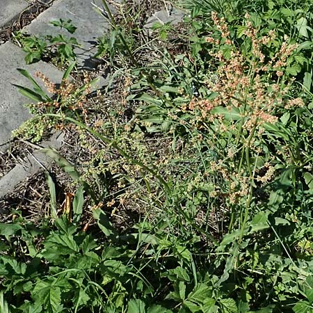 Rumex stenophyllus \ Schmalbl�ttriger Ampfer / Narrowleaf Dock, D Mannheim 10.9.2023