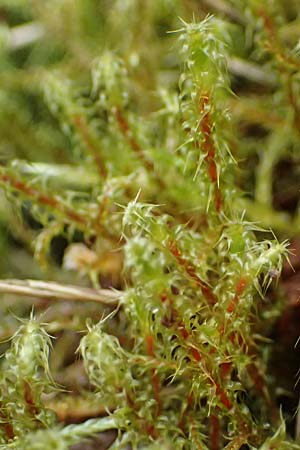 Rhytidiadelphus squarrosus \ Sparriges Kranzmoos, Sparriger Runzelpeter / Springly Turf Moss, D Wagenschwend 15.3.2025