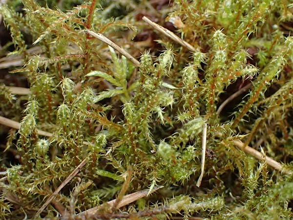 Rhytidiadelphus squarrosus \ Sparriges Kranzmoos, Sparriger Runzelpeter / Springly Turf Moss, D Wagenschwend 15.3.2025