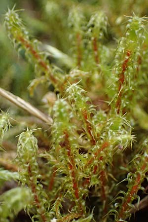 Rhytidiadelphus squarrosus \ Sparriges Kranzmoos, Sparriger Runzelpeter / Springly Turf Moss, D Wagenschwend 15.3.2025