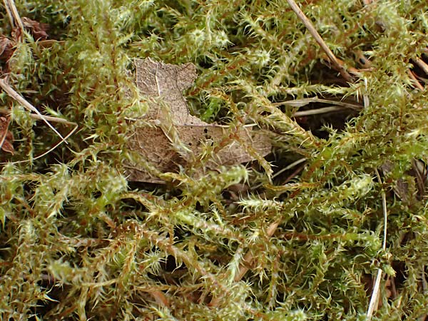 Rhytidiadelphus squarrosus \ Sparriges Kranzmoos, Sparriger Runzelpeter / Springly Turf Moss, D Wagenschwend 15.3.2025