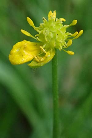 Ranunculus sorviodurus \ Straubinger Gold-Hahnenfu� / Straubing Goldilocks, D Rain 8.5.2025