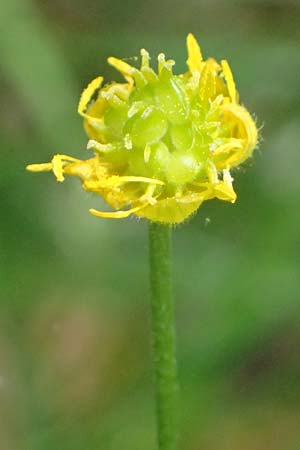 Ranunculus sorviodurus \ Straubinger Gold-Hahnenfu� / Straubing Goldilocks, D Rain 8.5.2025